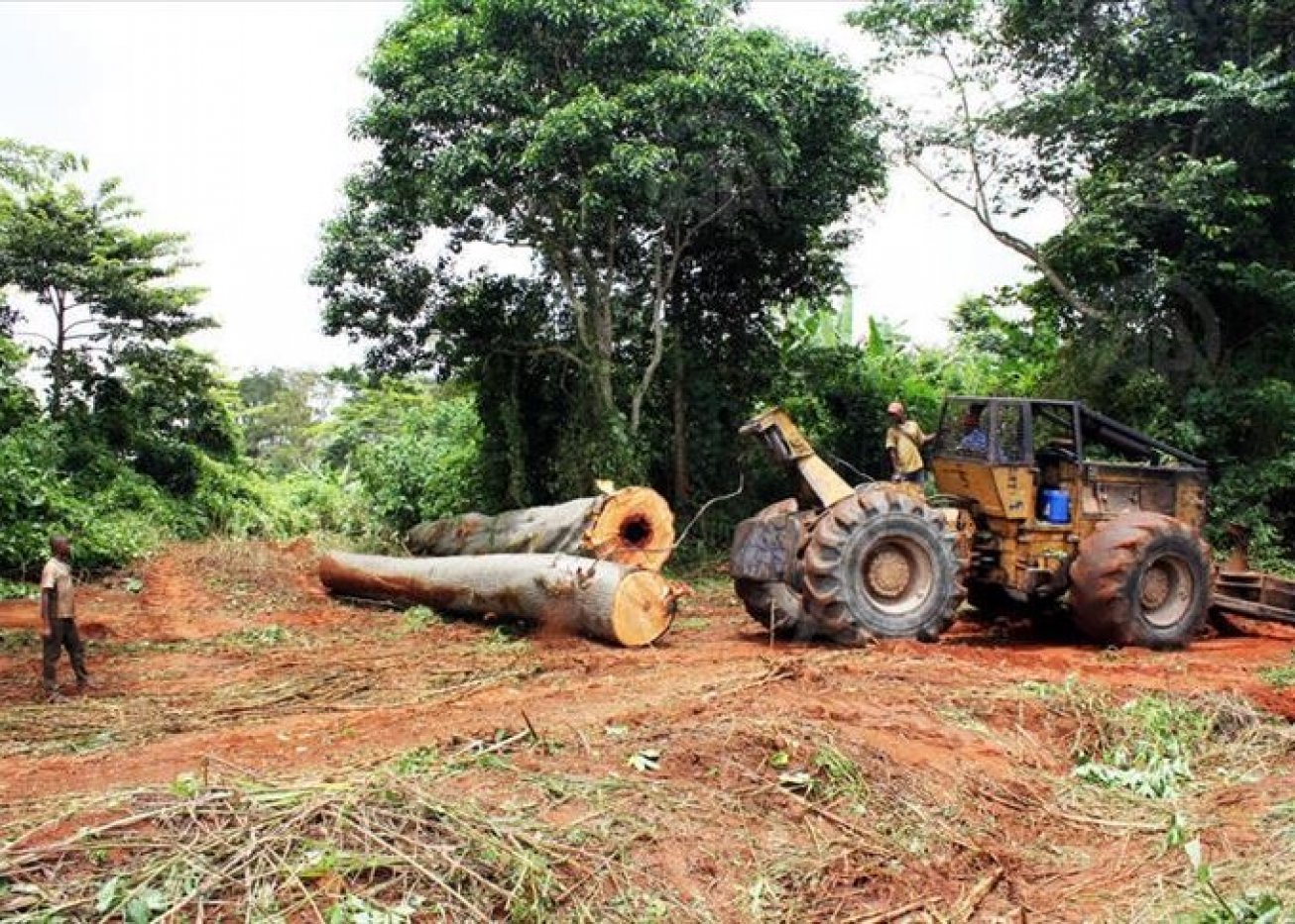 dissertation la deforestation en cote d'ivoire