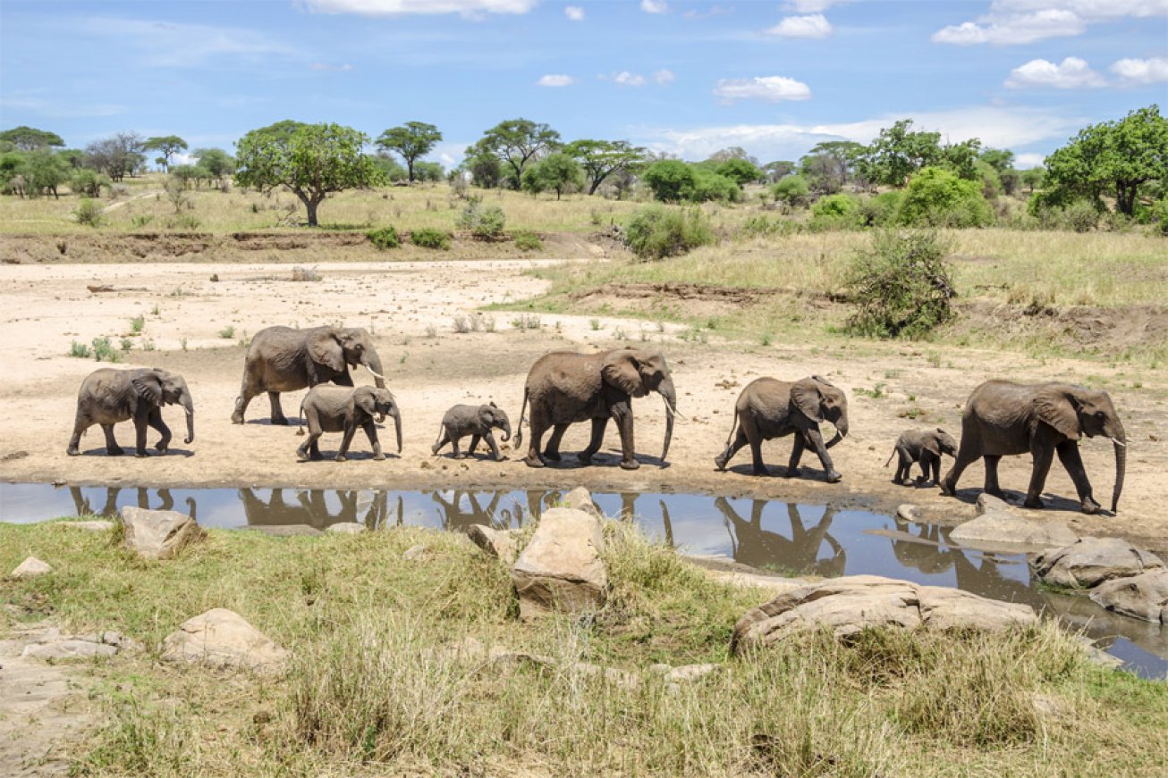 © African Safari