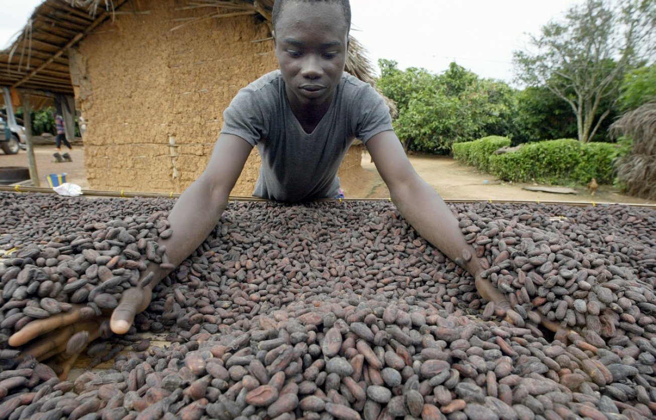 (illustration) Un ouvrier manipule des fèves de cacao en Côte d'Ivoire en 2003. © ISSOUF SANOGO / AFP